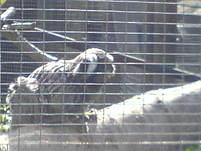 Monkey World