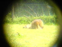 Longleat