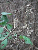20110123151704