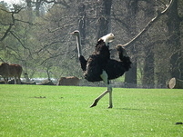 20110409094904