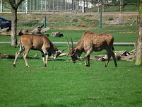 20110409095532