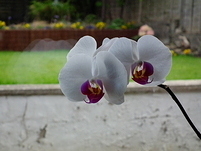 20110502154037