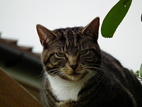 Lenny