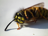 Macro