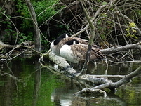 Rickmansworth Aquadrome